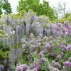 Glycine Japonaise - Wisteria Floribunda Macrobotrys De Belder -Promesse de fleurs Boutique Wisteria floribunda Macrobotrys De Belder 1009542 1
