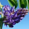 Glycine - Wisteria Frutescens Longwood Purple