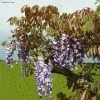 Glycine De Chine Blue Line - Wisteria Sinensis 2 Glycine De Chine Blue Line - Wisteria Sinensis -Promesse de fleurs Boutique Wisteria sinensis Blue line IF 17373 1