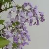 Glycine Gracieuse - Wisteria Venusta (brachybotrys) Okayama -Promesse de fleurs Boutique Wisteria venusta Okayama 681467 1