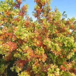 Xanthoceras Sorbifolium Happy Orange - Xanthocère à Feuilles De Sorbier