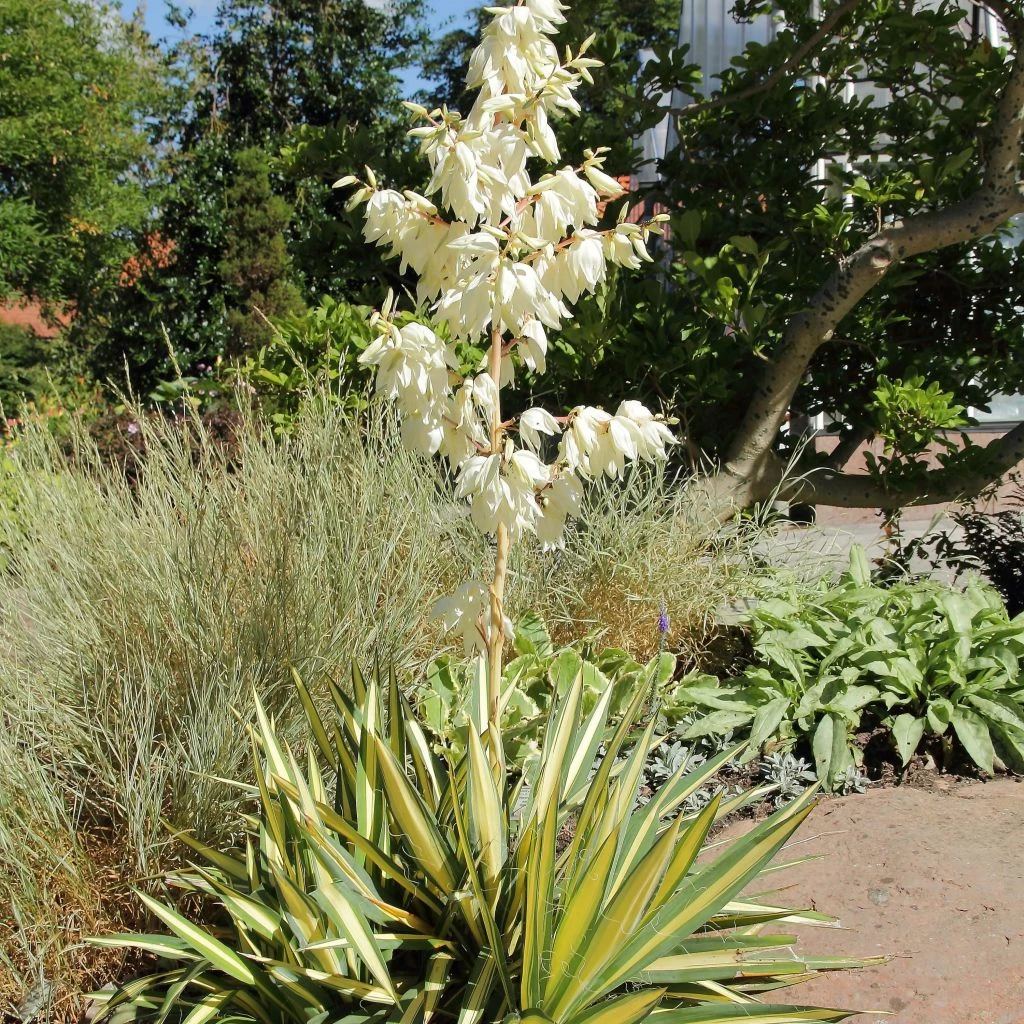 Yucca Filamentosa Colour Guard - Yucca Filamenteux Panaché 3 Yucca Filamentosa Colour Guard - Yucca Filamenteux Panaché