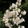 Yucca Filamentosa -Promesse de fleurs Boutique Yucca filamentosa ld CarlELewis 7624 1