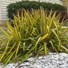 Yucca Flaccida Golden Sword -Promesse de fleurs Boutique Yucca flaccida Golden Sword 83487 1