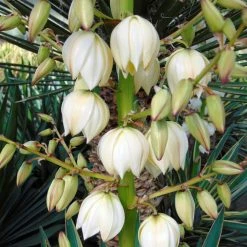 Yucca Gloriosa - Dague Espagnole