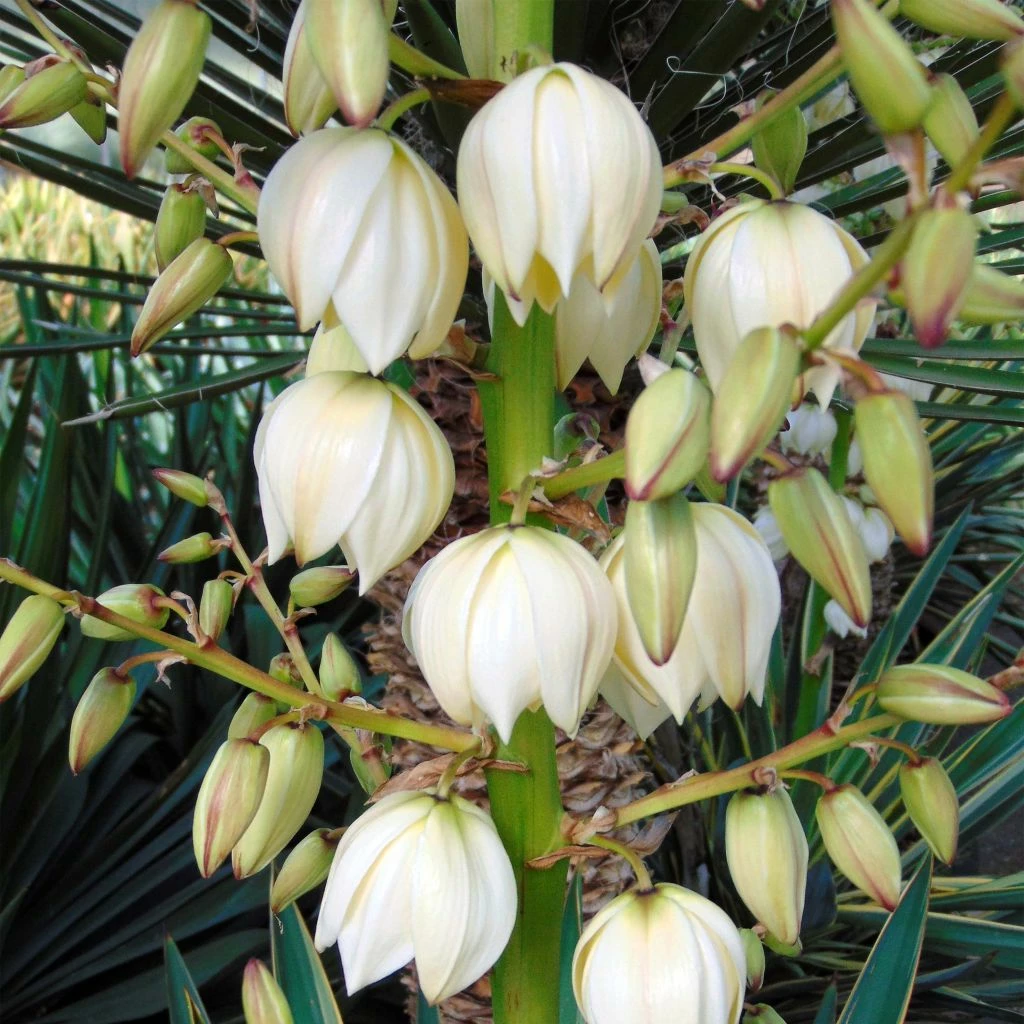 Yucca Gloriosa - Dague Espagnole 3 Yucca Gloriosa - Dague Espagnole