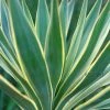 Yucca Gloriosa Variegata - Dague Espagnole -Promesse de fleurs Boutique Yucca gloriosa Variegata 82238 1