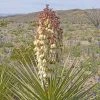 Yucca Torreyi - Yucca De Torrey -Promesse de fleurs Boutique Yucca torreyi de Torrey copyright 17170 1