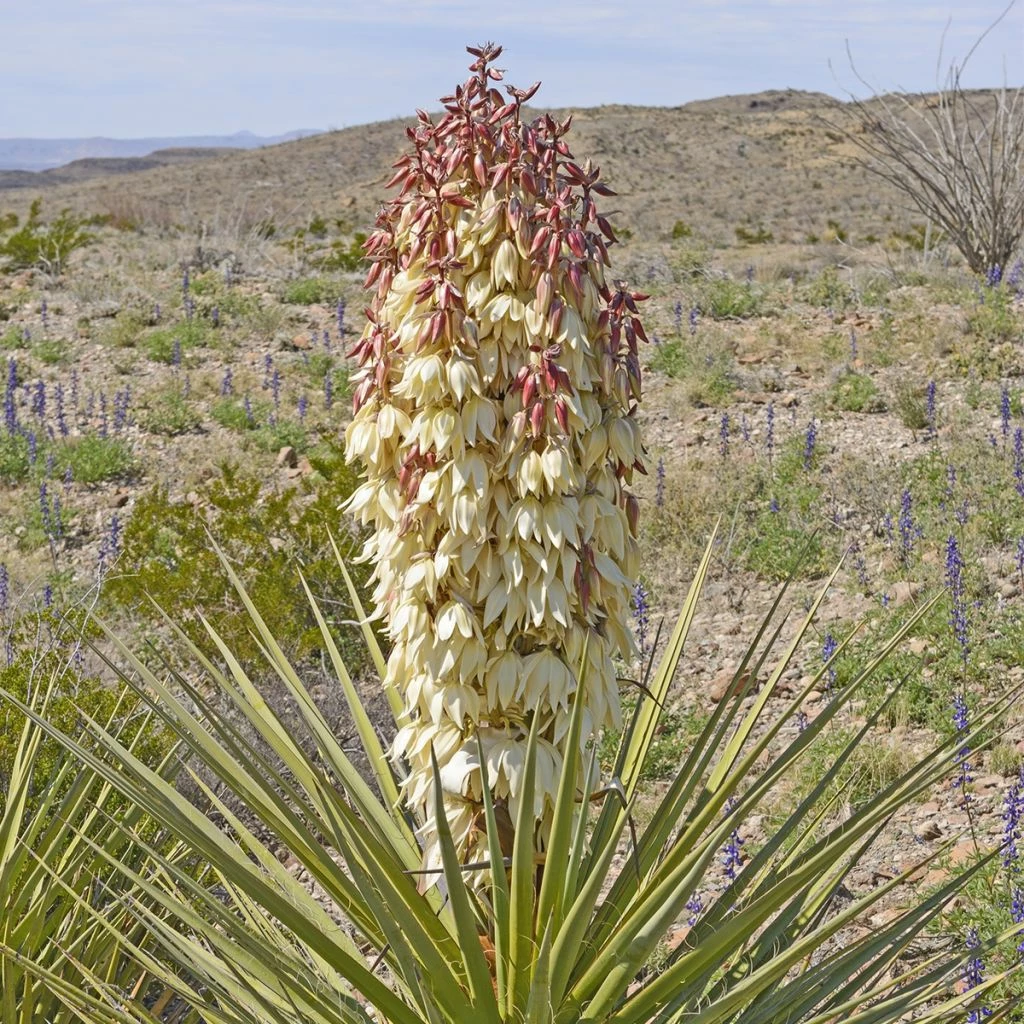 Yucca Torreyi - Yucca De Torrey 3 Yucca Torreyi - Yucca De Torrey