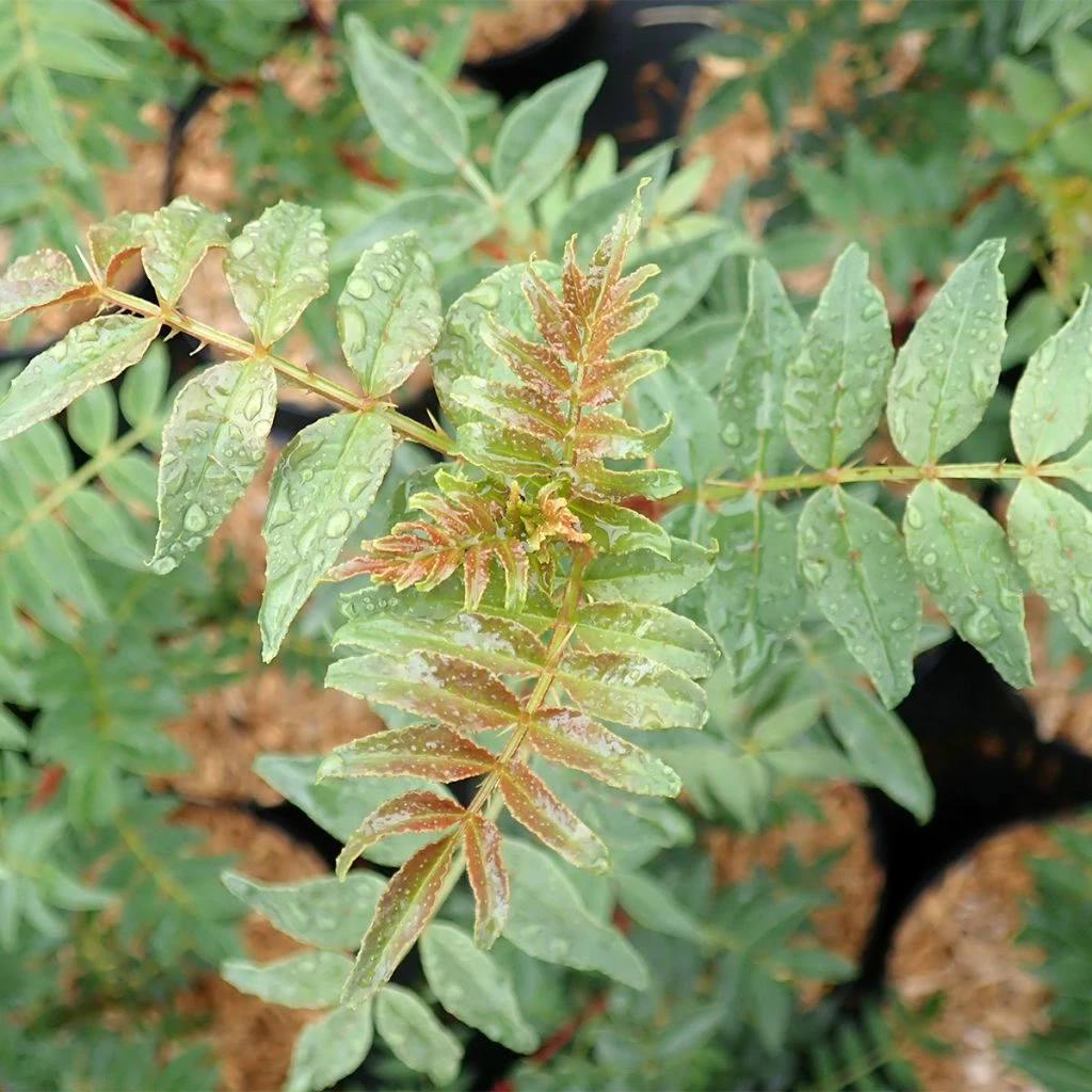 Zanthoxylum Schinifolium - Poivrier De Sansho 3 Zanthoxylum Schinifolium - Poivrier De Sansho