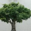 Zelkova Serrata Green Vase - Orme De Sibérie 2 Zelkova Serrata Green Vase - Orme De Sibérie -Promesse de fleurs Boutique Zelkova serrata Green Vase 781528 1