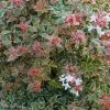 Abelia Grandiflora Tricolor Charm -Promesse de fleurs Boutique abelia grandiflora tricolor charm 15366 1
