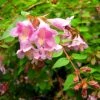 Abelia Parviflora Bumble Bee 1 Abelia Parviflora Bumble Bee -Promesse de fleurs Boutique abelia parviflora bumble bee 85981 1