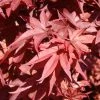 Érable Du Japon - Acer Palmatum Twomblys Red Sentinel -Promesse de fleurs Boutique acer palmatum twomblys red sentinel ld 1003411 1