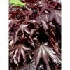 Acer Platanoides Crimson Sentry - Érable Plane -Promesse de fleurs Boutique acer platanoides crimson sentry 1000452 1