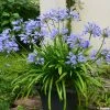 Agapanthe Pitchoune Blue 1 Agapanthe Pitchoune Blue -Promesse de fleurs Boutique agapanthus pitchoune blue 0524 1