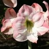 Amaryllis Apple Blossom 2 Amaryllis Apple Blossom -Promesse de fleurs Boutique amaryllis apple blossom 56963 1