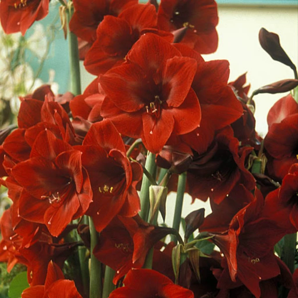 Amaryllis Benfica 3 Amaryllis Benfica