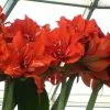 Amaryllis Double Celica -Promesse de fleurs Boutique amaryllis celica 56978 1