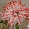 Amaryllis Double Dancing Queen -Promesse de fleurs Boutique amaryllis double dancing queen 56962 1