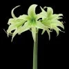 Amaryllis Evergreen -Promesse de fleurs Boutique amaryllis evergreen 56967 1