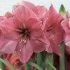 Amaryllis Hercule -Promesse de fleurs Boutique amaryllis hercule 56618 1