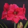 Amaryllis Lagoon -Promesse de fleurs Boutique amaryllis lagoon 56701 1