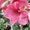 Amaryllis Pink Surprise -Promesse de fleurs Boutique amaryllis pink sensation 56961 1