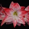 Amaryllis Spotlight* -Promesse de fleurs Boutique amaryllis spotlight 56702 1