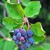 Amelanchier Alnifolia Saskatoon Berry -Promesse de fleurs Boutique amelanchier alnifolia saskatoon berry 85479 1