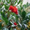 Arbutus Unedo - Arbousier -Promesse de fleurs Boutique arbutus unedo 781557 5