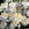 Azalée De Chine Mount Rainier - Rhododendron Hybride -Promesse de fleurs Boutique azalee MOUNT RAINIER 80470 1