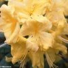 Azalée De Chine Anneke - Rhododendron Hybride -Promesse de fleurs Boutique azalee anneke 80448 1