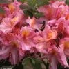 Azalée De Chine Berry Rose - Rhododendron Hybride -Promesse de fleurs Boutique azalee berry rose 80449 1