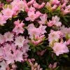 Azalée Du Japon Al's Picotee - Rhododendron Hybride -Promesse de fleurs Boutique azalee du japon al s picotee 15359 1