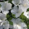 Azalée Du Japon Eucharis - Rhododendron Hybride -Promesse de fleurs Boutique azalee eucharis 80472 1