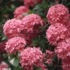 Azalée De Chine Homebush - Rhododendron Hybride -Promesse de fleurs Boutique azalee homebush 781687 1