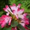 Azalée Japonaise - Azalea Japonica Izumi No Mai -Promesse de fleurs Boutique azalee japonaise azalea japonica izumi no mai v 16570 1
