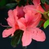 Azalée Japonaise Tamanini - Rhododendron Hybride -Promesse de fleurs Boutique azalee japonaise tamanini 85724 1