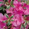 Azalée Du Japon Silver Queen - Rhododendron Hybride 2 Azalée Du Japon Silver Queen - Rhododendron Hybride -Promesse de fleurs Boutique azalee silver queen 781703 1