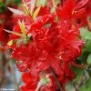 Azalée De Chine Wallowa Red - Rhododendron Hybride -Promesse de fleurs Boutique azalee wallowa red 781689 1