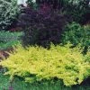 Berberis Thunbergii Golden Carpet - Epine-vinette 2 Berberis Thunbergii Golden Carpet - Epine-vinette -Promesse de fleurs Boutique berberis thunbergii golden carpet 83960 2
