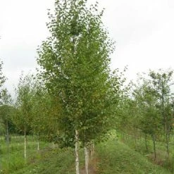 Bouleau Noir - Betula Nigra Heritage