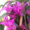 Bougainvillier Glabra Sanderiana
