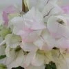 Bougainvillier Spectabilis Blanc-rose -Promesse de fleurs Boutique bougainvillee spectabilis blanc rose 87005 3
