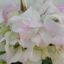 Bougainvillier Spectabilis Blanc-rose