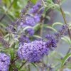 Buddleia Davidii Nanho Blue - Arbre Aux Papillons Nain -Promesse de fleurs Boutique buddleia davidii nanho blue 80060 2