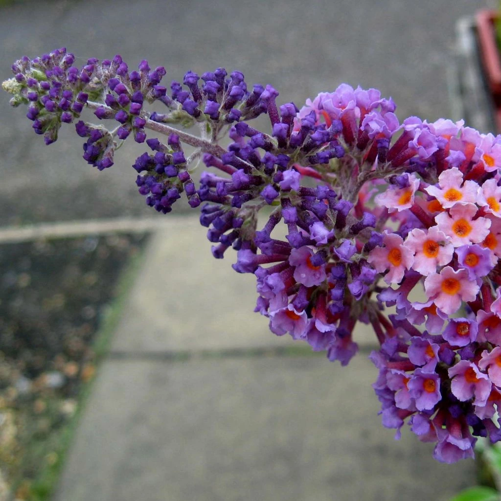 Buddleia Flower Power (Bicolor) - Arbre Aux Papillons 3 Buddleia Flower Power (Bicolor) - Arbre Aux Papillons