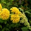 Buddleia Weyeriana Sungold - Arbre Aux Papillons -Promesse de fleurs Boutique buddleia wayeriana sungold 9603 1 1