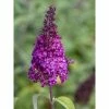 Buddleja Funky Fuchsia - Arbre Aux Papillons 1 Buddleja Funky Fuchsia - Arbre Aux Papillons -Promesse de fleurs Boutique buddleja funky fuchsia 100417 1